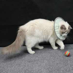 Cat Recovery Collar Protective Cat Neck Cones Adjustable Pet Cone Collar Lightweight Kitten Cones After Surgery Elizabethan Collar For Cats Dog green S